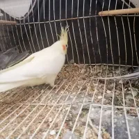 عروس هلندی|پرنده|گرگان, |دیوار