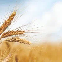 زمین-کشاورزی