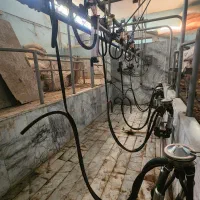 شیردوش ثابت گاوداری  (دلاوال سوئد)