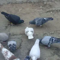 کفتر قوچان فروش فوری