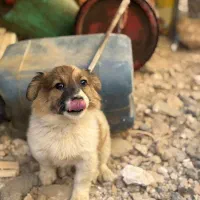 توله سگ پاکوتاه|سگ|کبودرآهنگ, |دیوار