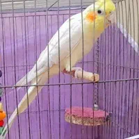 فروش دو عدد عروس هلندی|پرنده|بندرعباس, |دیوار