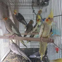 عروس هلندی تخم گذار|پرنده|خمینیشهر, |دیوار