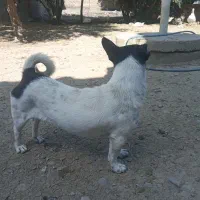 دو عدد پاکوتاه نر ماده به علت نداشتن مکان واگذاری