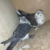 کفتر پرشی پرش سنگین به تظمین