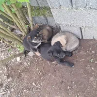 واگذاری  سگ