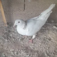 ۸عدد کبوتر فروشی|پرنده|طبس, |دیوار