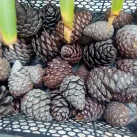 فروش 100 میوه ی کاج