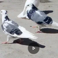 شازد ه سبز طلا چشم سیاه با جوجش