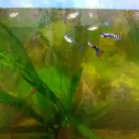 ماهی گوپی|ماهی|شاهرود, |دیوار