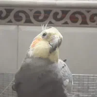 عروس هلندی گمشده با مژدگانی