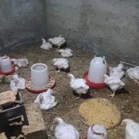 مرغ گوشتی ارگانیک