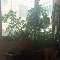 گل بزرگ طبیعی|گل و گیاه طبیعی|اصفهان, کشاورزی|دیوار