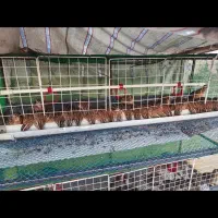 فروش قفس دست ساز  اتومات بلدرچین