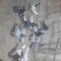 ۶۰تا پرشی|پرنده|تاکستان, |دیوار