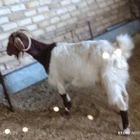 یک راس بز جوان جهت قربانی