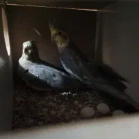 عروس هلندی روی تخم