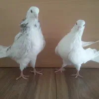 جوجه مفلق از پدر و مادرهای  پرشی