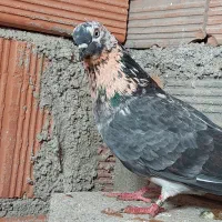 کفتر پرشی|پرنده|گرگان, |دیوار