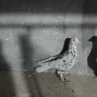 کبوتر هفت رنگ فروشی|پرنده|تاکستان, |دیوار