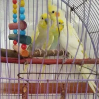 مرغ عشق رنگین کمانی