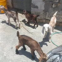 ۷ تا کهره شیری دورگ پاکستانی لنگه دوقلو دونه ۲۳۰۰|حیوانات مزرعه|داراب, |دیوار