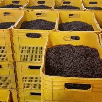 انواع کشمش بیدانه|خوردنی و آشامیدنی|شال, |دیوار