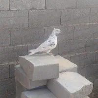 کبوتر سالم پرشی به شرت|پرنده|دوتپه, |دیوار