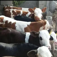 تهیه گوساله از میادین دام دوشنبه و پنجشنبه آق قلا|حیوانات مزرعه|ساری, |دیوار