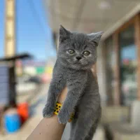 گربه بریتیش رنگ بلو