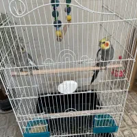 عروس هلندی نر و ماده