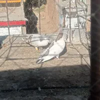 کفتر|پرنده|عطاملک, |دیوار