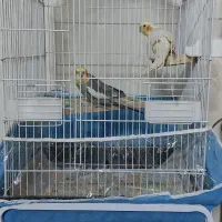 عروس هلندی جفت با قفس