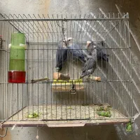 فروش طوطی برزیلی|پرنده|جم, |دیوار