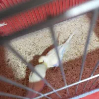 مرغ عشق جوجه بده|پرنده|خمینی‌شهر, |دیوار