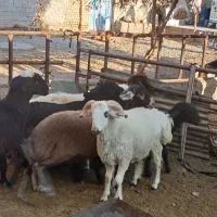 بره نرچاق|حیوانات مزرعه|سیدان, |دیوار