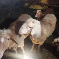 برنر