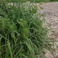 نزدیک گلسار/پیله داربن زمین 120mمسکونی دوردیوار/ژ5