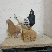 کله ای|پرنده|شاهینشهر, برخوار غرب|دیوار