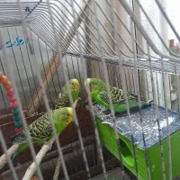 مرغ عشق نرو ماده