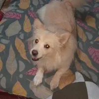 واگزاری سگ پاکوتاه|سگ|مشهد, بهمن|دیوار