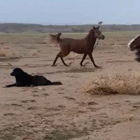 مادیان|حیوانات مزرعه|وحدتیه, |دیوار