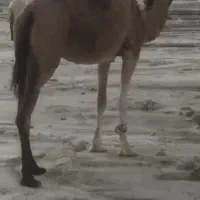شتر آووس شیری