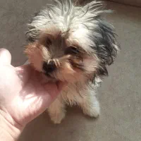 واگذاری طوله سگ شیتزو