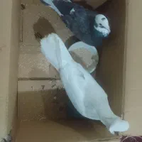 کبوتر|پرنده|قروه, |دیوار