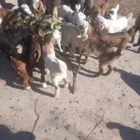 ۳۳تابزه کره ۶۰۰۰۰ملیون ب فروش مرسه