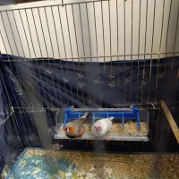 به جفت فنچ کینگ|پرنده|تهران, مینای شمالی (مخبر)|دیوار