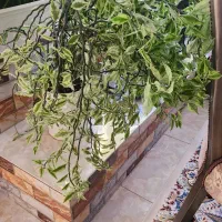 گل های زیبا و بزرگ و مناسب|گل و گیاه طبیعی|رودهن, |دیوار