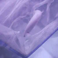 ماهی پولی|ماهی|پاکدشت, پاکدشت (مامازند)|دیوار