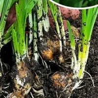 پیازچه گل نرگس